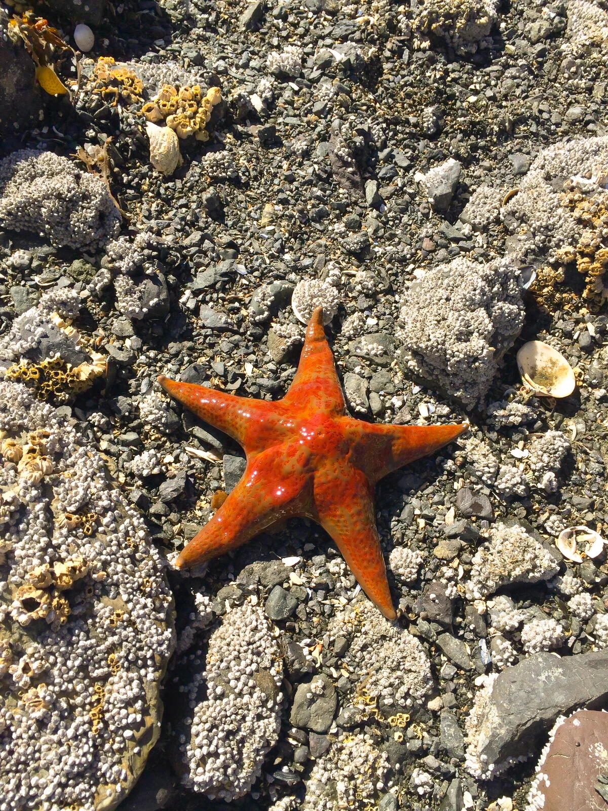 leather star on the beach