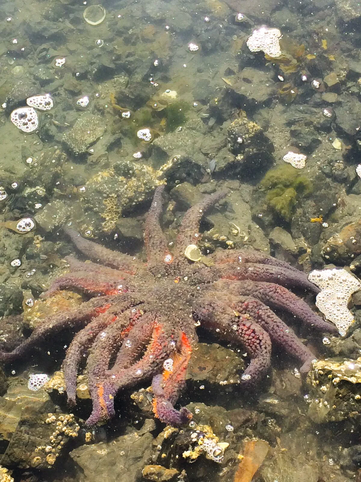 sunburst starfish