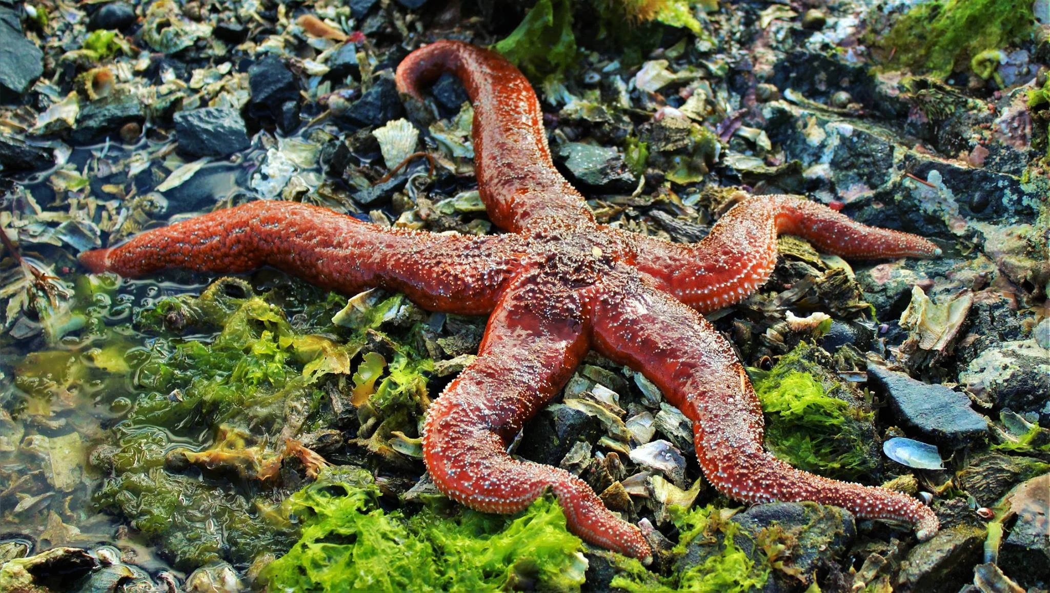 red sea star