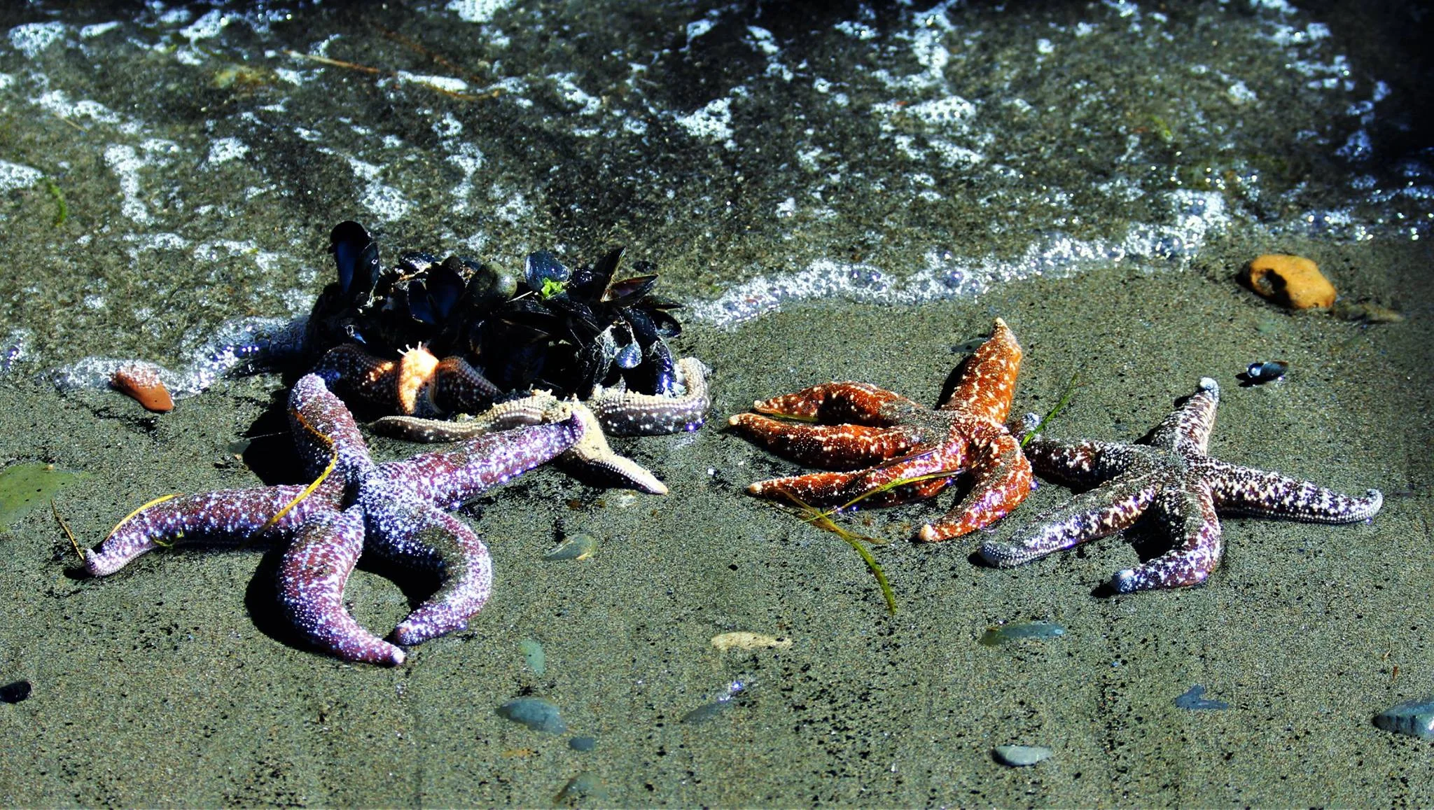 starfish on the beach shore