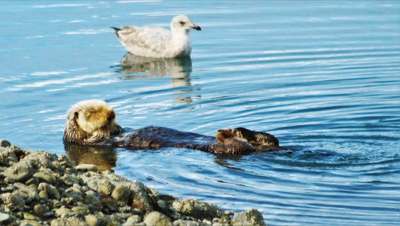 two otters and a seagull