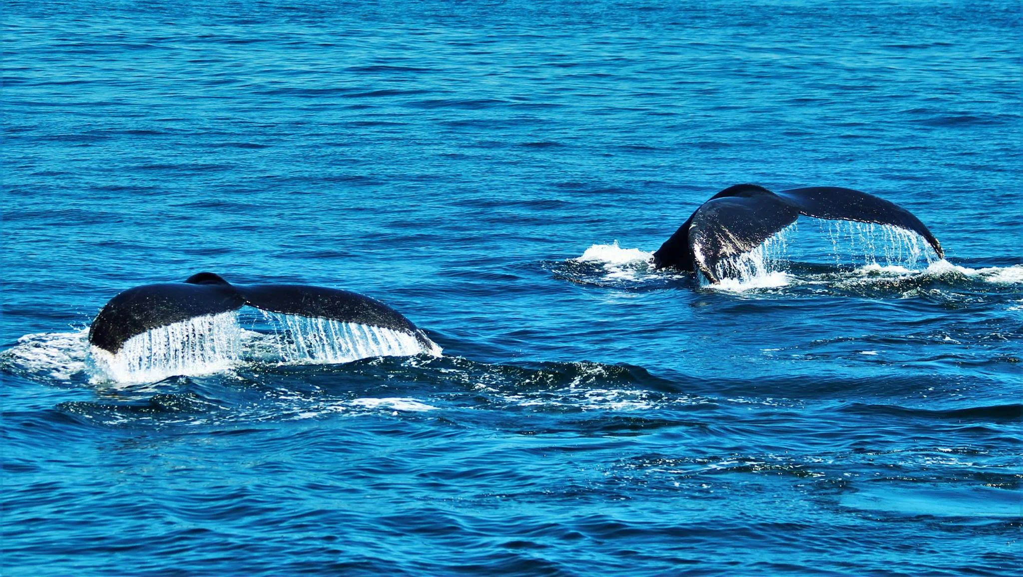 two whale tails
