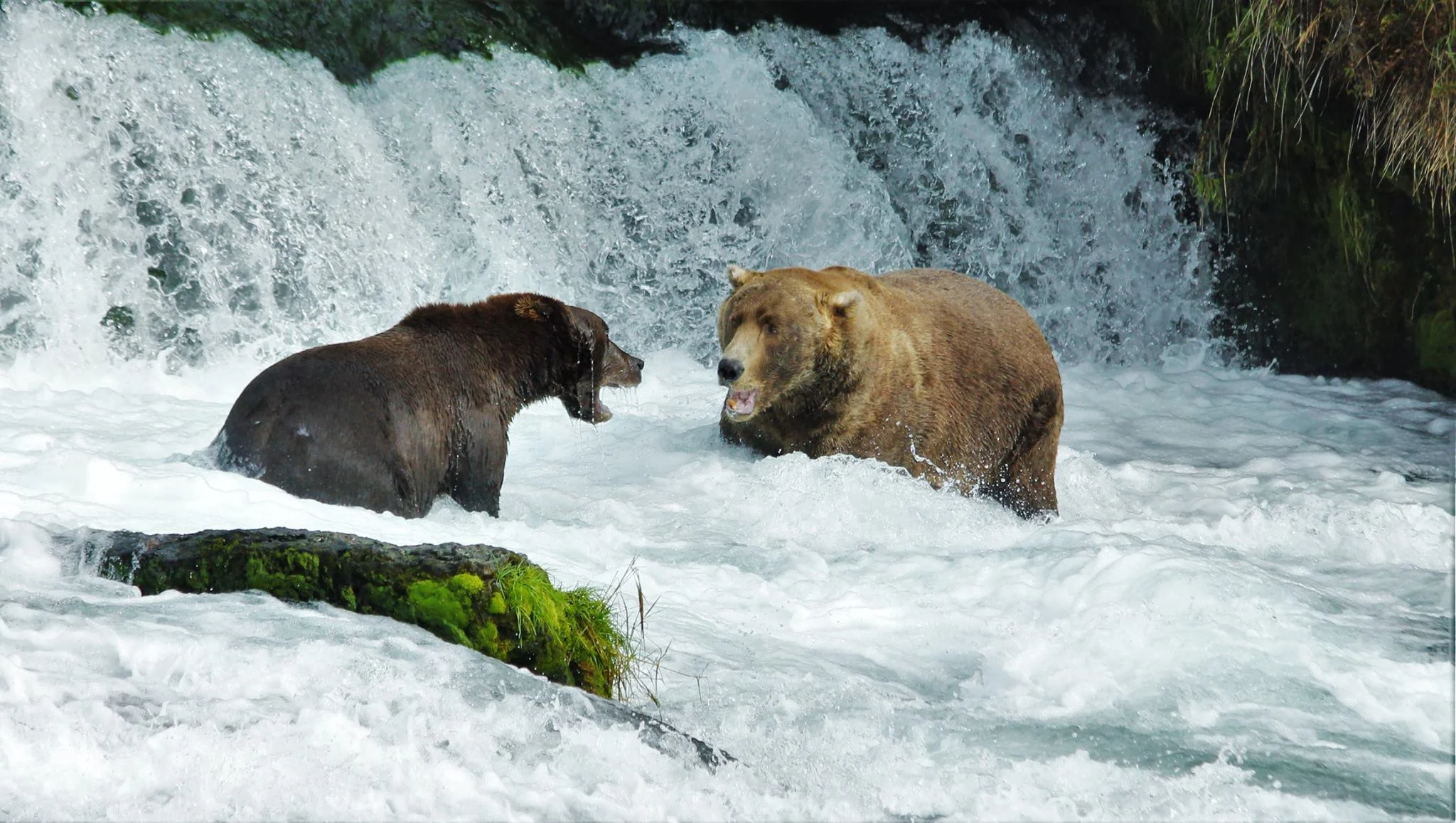 two bears in a river