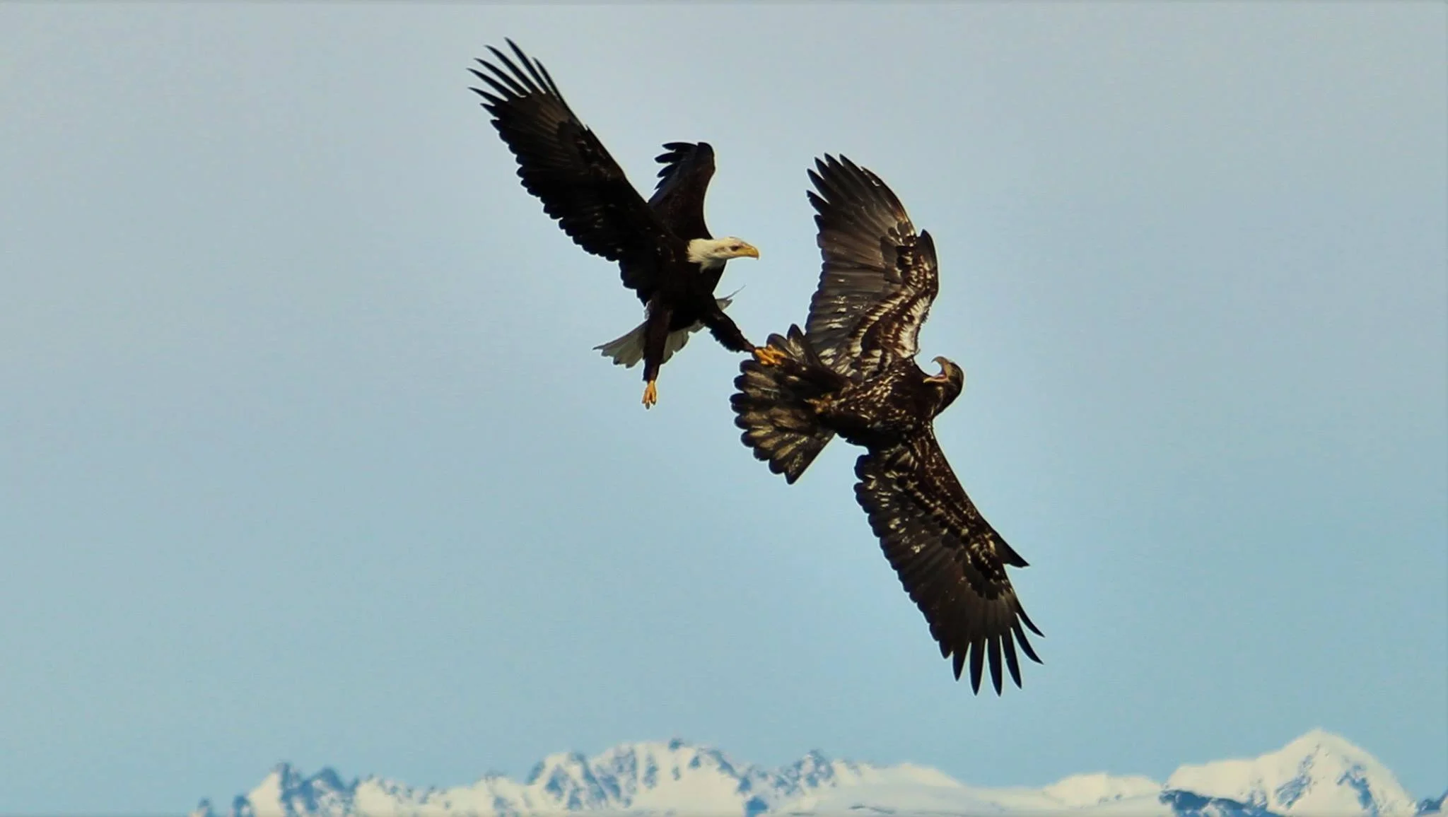 two eagles fighting