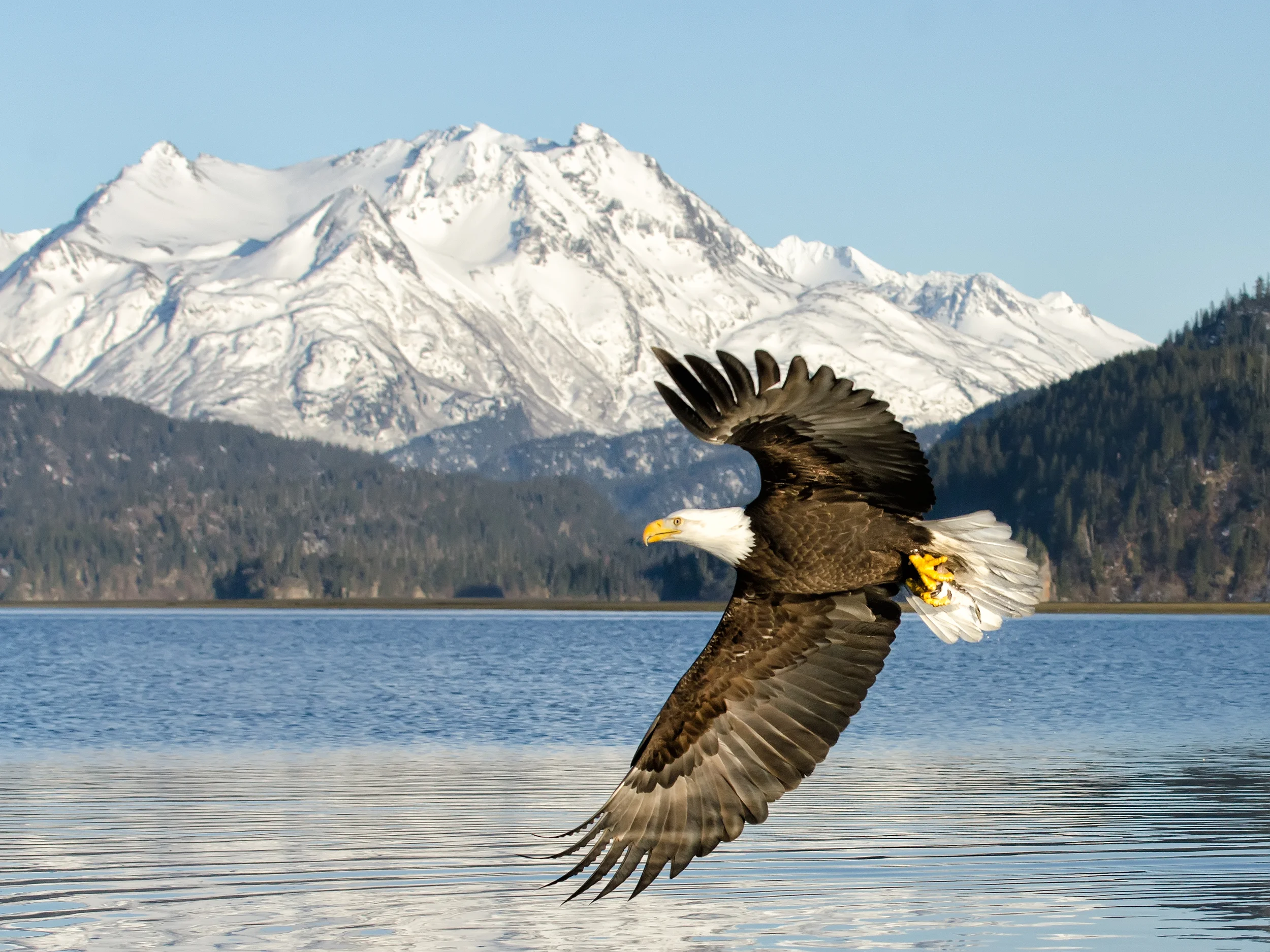 Bald eagle flying above lake by mountains in Homer, Alaska